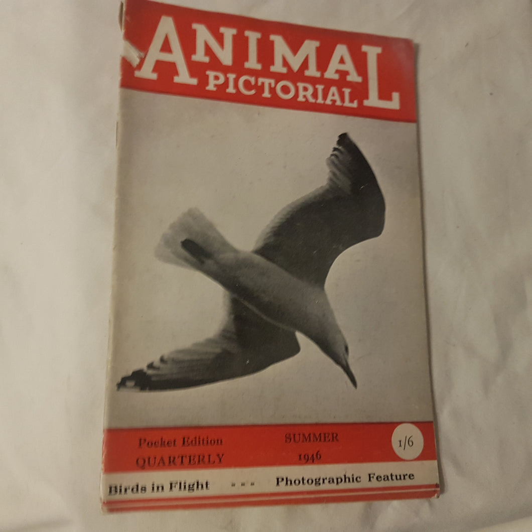 Animal Pictorial. Summer 1946. Paperback.