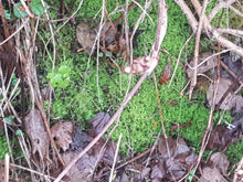 Load image into Gallery viewer, Feather Moss Terrarium, House Plant, Gardens, Pots, Baskets. Capillary, Mulch, Potting, Display, Living Moss
