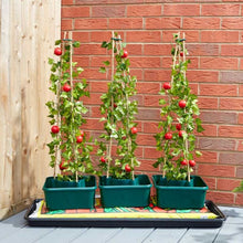 Load image into Gallery viewer, Tomato Gro-Box - Triple pack For Tomatoes, Peppers, Aubergines &amp; Cucumbers. Self watering plant support
