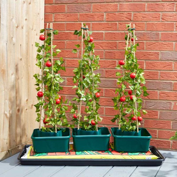 Tomato Gro-Box - Triple pack For Tomatoes, Peppers, Aubergines & Cucumbers. Self watering plant support