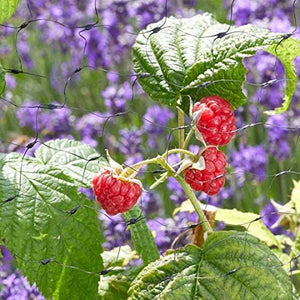 Fruit Netting, 25mm Black Mesh, 2m x 10m - By the 10 metre (2m wide) (25mm holes)