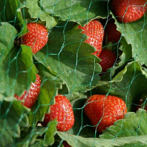 Fruit, Pea & Bean Netting – 15mm Green Mesh – 4m Wide – 5m or 10m Lengths