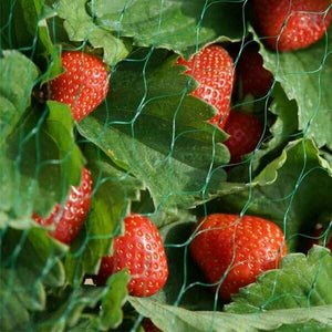 Fruit, Pea and Bean Netting, 15mm (Gap),5m Wide, Green - £1 PM. Animal bird barrier (15mm holes)