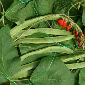 Pea & Bean Netting, 150mm (gap/mesh/hole), 2m, 4m x 5m, Green - Quality, Smart Garden Products (150mm holes)