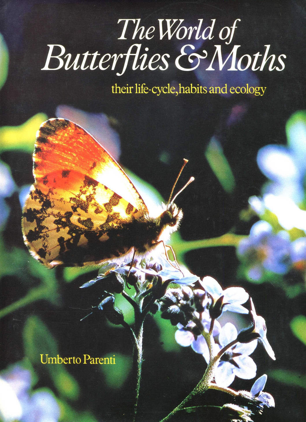 World of Butterflies and Moths
